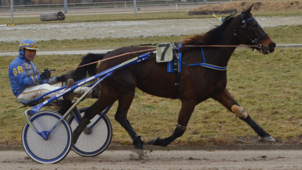 Mit Celestial Light TK (G. Biendl) tritt die aktuell gewinnreichste deutsche Stute im wettstar.de-Großer Preis von Niederbayern an und gibt gemeinsam mit Hacker-Pschorr Bayern-Pokal-Gewinner Halva von Haithabu den zehn weiteren Gegnern 50 Meter über die 2800 Meter-Distanz. (Bild: M. Bäumel-Schachtner)