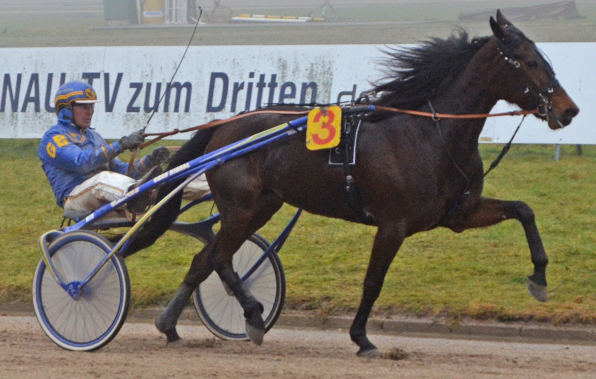 Marie Galante (Gerd Biendl) kehrt am Montagabend auf ihre Lieblingsrennbahn in Straubing zurück. Hier konnte sie im vergangenen Jahr eine Siegesserie feiern. (Bild: M. Bäumel-Schachtner)