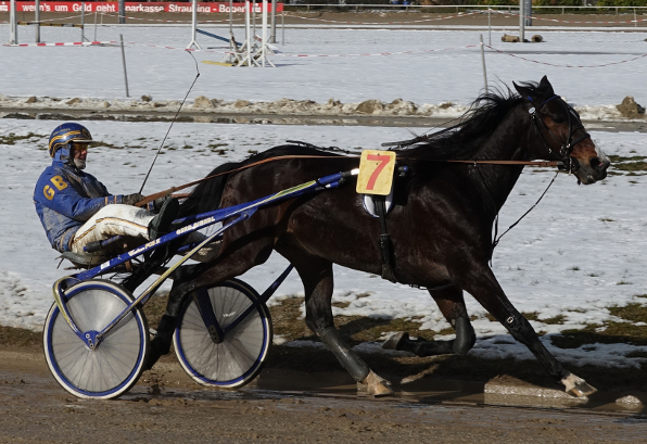 Sechs Rennen in Serie hat RitchiRich Diamant gewonnen, insgesamt sogar neun seiner letzten zehn Starts war er siegreich. Am Dienstag trifft er auf Tyrolean Dream (Rudi Haller) in einer mit 5000 Euro dotierten PMU-Prüfung auf der Gäubodenbahn. (Foto: M. Bäumel-Schachtner)