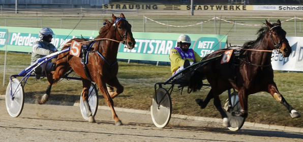 Ida F Boko (Nr.6/Rudi Haller) kehrt wieder an die Stätte ihres ersten Erfolgs zurück und geht erstmals in der Hand von Dr. Marie Lindinger an den Start. (Bild: M. Bäumel-Schachtner)