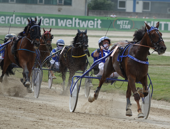 Die Franzosenstute Desiree Star gehört im Abschlussrennen der V7-Wette zum engeren Favoritenkreis, muss aber mit Rudi Haller einigen starken Gegnern 25 Meter Zulage geben. (Foto: M. Bäumel-Schachtner)