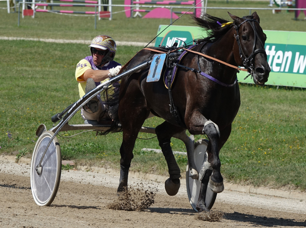 Im Großen Preis von Niederbayern / Preis des Bayerischen Staatsministeriums für Ernährung, Landwirtschaft und Forsten wird Kentucky Bo mit Rudi Haller als Favorit an den Ablauf kommen. (Foto: Bäumel-Schachtner)