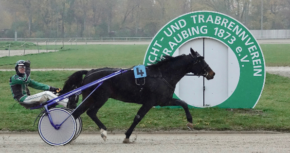 Mit einem Sieg in Straubing kann sich Far West den Titel des siegreichsten Pferdes in Deutschland sichern. Gesteuert wird der Fünfjährige dieses Mal von seinem Trainer Josef Franzl, der sich ebenfalls einen wichtigen Punkt im Kampf um den Bronzehelm sichern kann. (Foto: Wilfried Schaffrath)