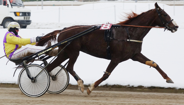 Straubings Pferd des Jahres 2021 Ocean Blue ist nach längerer Pause am Donnerstag mit Bronzehelm Rudi Haller wieder am Start und dürfte gleich im ersten Rennen die Favoritenrolle übernehmen. (Foto: M. Bäumel-Schachtner)