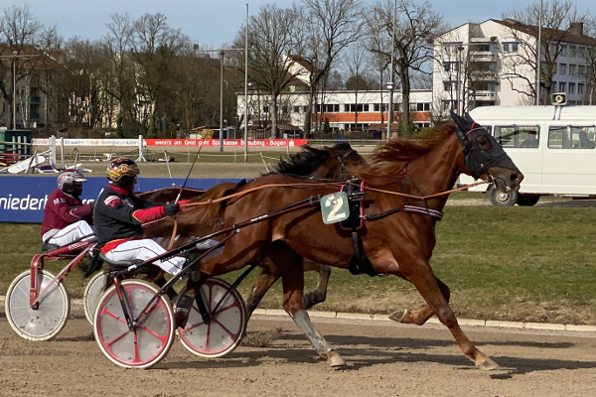 Liebt schnell gelaufene Rennen: Espoir Rouge TU wusste mit Herbert Strobl zu beeindrucken. Foto: Bäumel-Schachtner