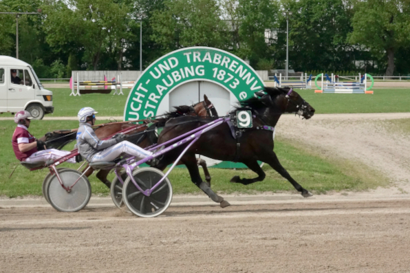 Neunmal stellt sich am Samstagnachmittag auf der Straubinger Trabrennbahn die Frage, wer im Ziel die Nase vorne hat. Immer gut dabei ist Christoph Schwarz, der frische Siegfahrer im Österreichischen Traberderby, der am Samstag nach seinem Triumph in der Wiener Krieau erstmals wieder in Bayern in allen sechs Profirennen an den Start geht. (Foto: Wilfried Schaffrath)