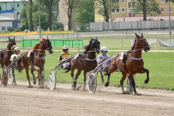Pferde und Fahrer aus Bayern, Österreich und der Tschechischen Republik geben sich am Samstagnachmittag auf der Straubinger Rennbahn ein Stelldichein – und dürften dabei auch für die ein oder andere Überraschung sorgen. (Foto: Wilfried Schaffrath)