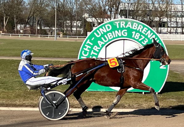 Mit Marilyn Boko steuert Peter Platzer heute ein Bankpferd in der V6-Jackpot-Wette. (Foto: Melanie Bäumel-Schachtner)