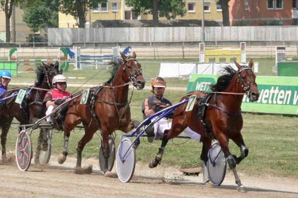 Bild : Der mehrmalige österreichische Staatsmeister der Amateure Thomas Royer gibt am Montag in der vierten Tagesprüfung eines seiner meist sehr erfolgreichen Gastspiele in Straubing und steuert mit Lawrence Boko den Zweitplatzierten des diesjährigen Bayerischen Zuchtrennens. (Foto: Schaffrath)